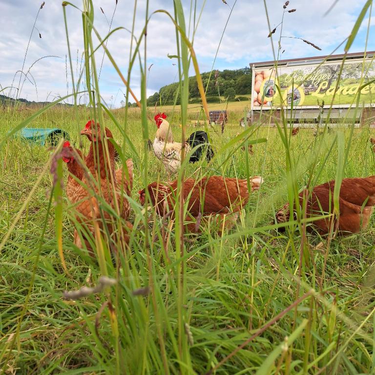 Tiere im Ferienhaus oder in der Nähe