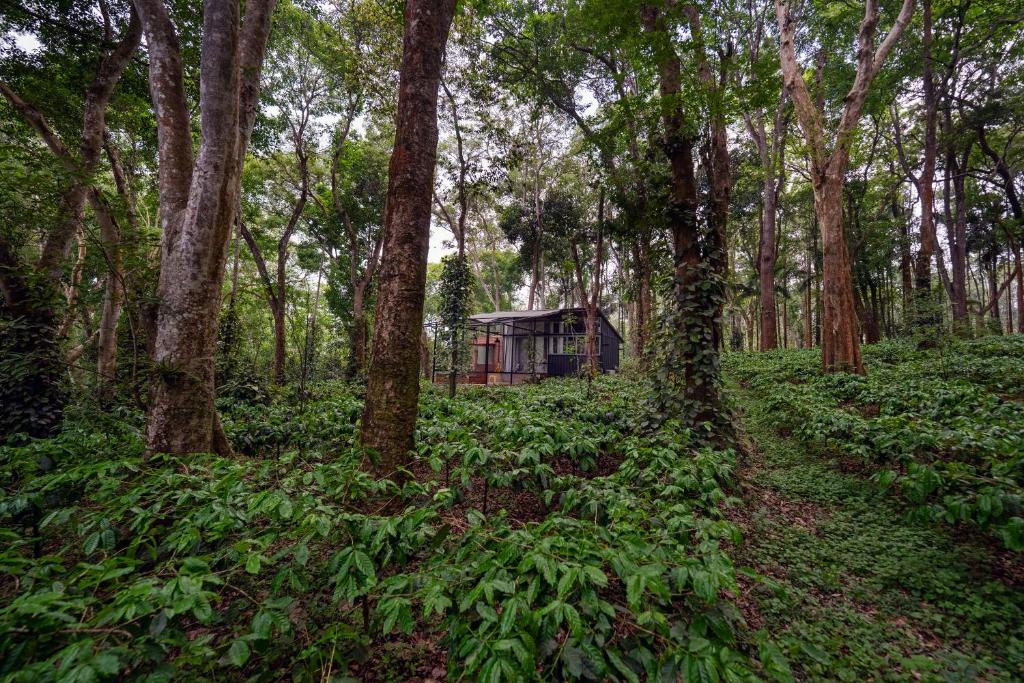 a cabin in the middle of a forest of trees at Cove by Raho - Nestled Away Retreat in Siddapur