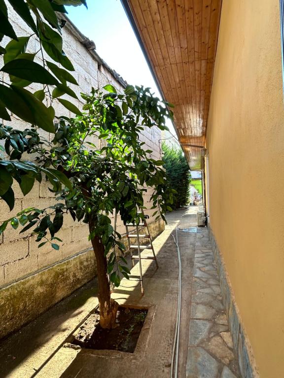 a tree in a courtyard next to a building at D1 Hostel in Tirana