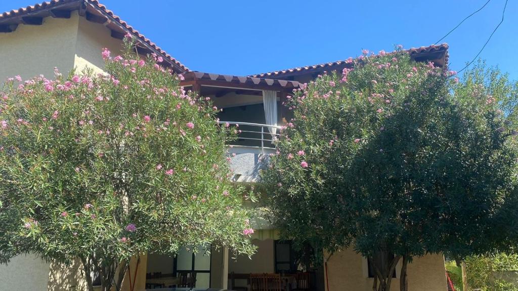 two trees in front of a house with pink flowers at Guesthouse Bregdeti in Velipojë