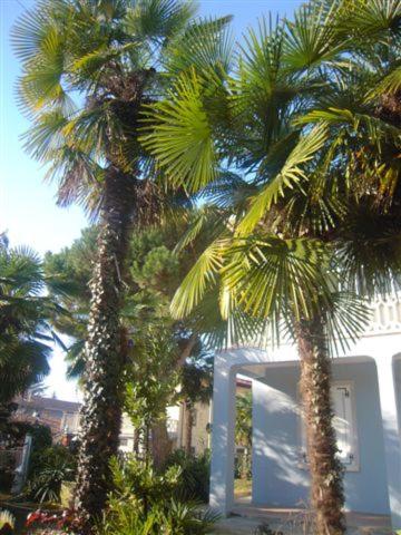 two palm trees in front of a white building at IL Passito Caluso in Caluso