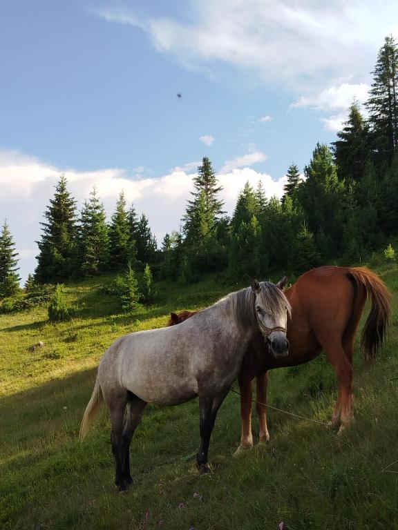 Zvířata v chaty nebo okolí