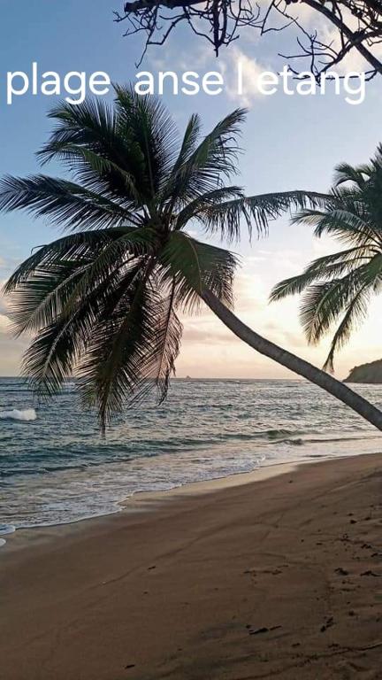 una palma su una spiaggia con l'oceano di la tartane a La Trinité