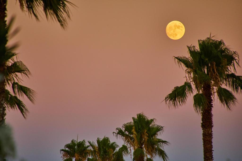 a full moon over palm trees at dusk at Virrey Finca Hotel in Inca