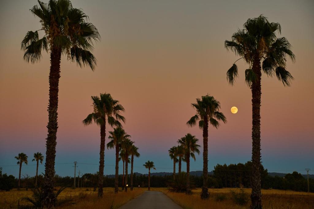 a road with palm trees in front of a sunset at Virrey Finca Hotel in Inca