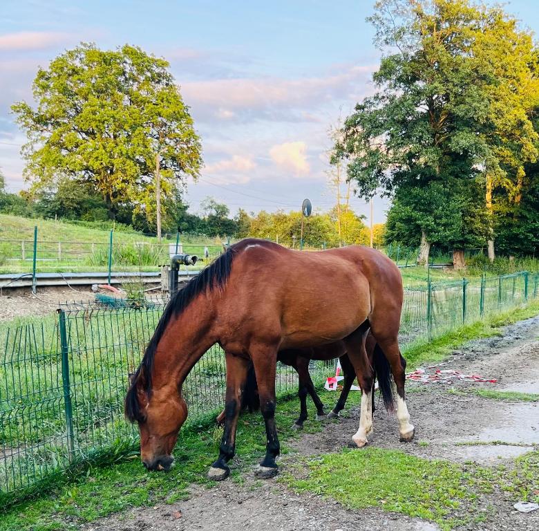 Ein braunes Pferd grast neben einem Zaun. in der Unterkunft Caravane en pleine nature ferme proche de tout in Philippeville