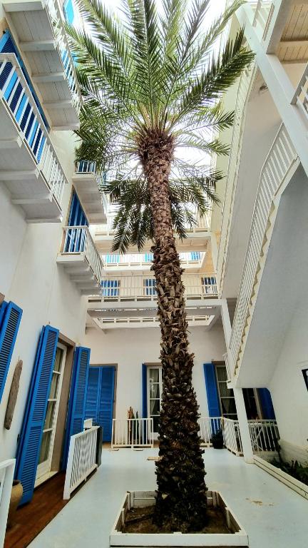 a palm tree in the middle of a building at Surf House Casa Vehla in Sal Rei