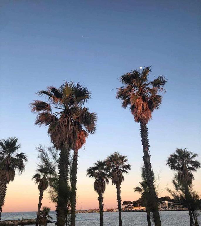 un groupe de palmiers sur la plage dans l'établissement FREJUS Studio avec place de parking, à Fréjus
