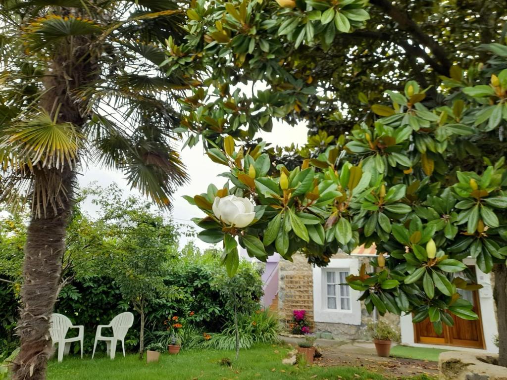 Un jardín con un árbol de magnolia y una casa. en casamarietacantabria, en Reocín