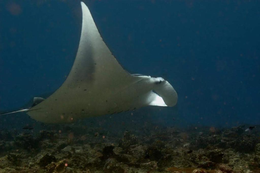 a white stingray swimming in the ocean at Suffix Retreat - Stay, Dive & Explore Fuvahmulah in Fuvahmulah