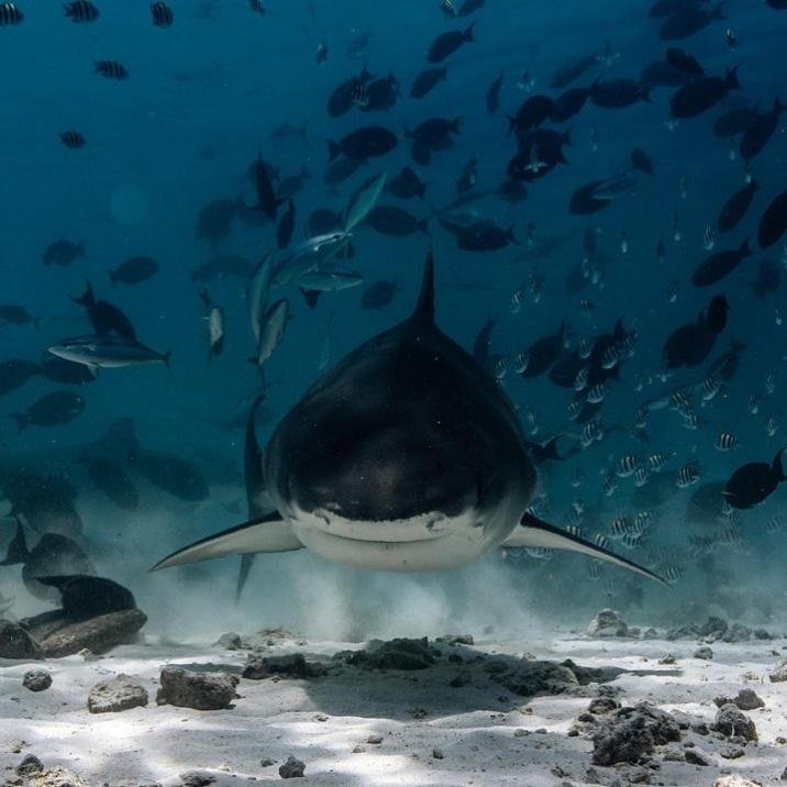 a shark swimming in the water with a group of fish at Suffix Retreat - Stay, Dive & Explore Fuvahmulah in Fuvahmulah