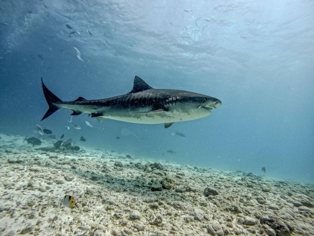 a shark swimming in the ocean near the reef at Suffix Retreat - Stay, Dive & Explore Fuvahmulah in Fuvahmulah