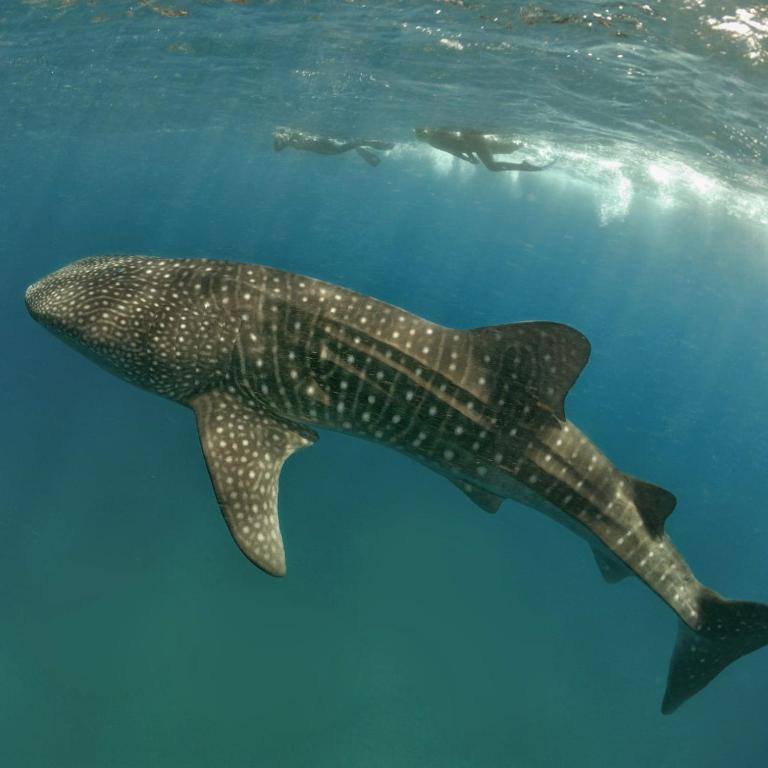 a whale shark swimming in the ocean next to a diver at Suffix Retreat - Stay, Dive & Explore Fuvahmulah in Fuvahmulah