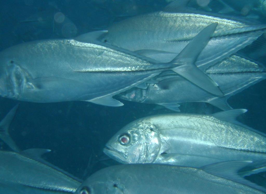 a group of silver fish swimming in the ocean at Suffix Retreat - Stay, Dive & Explore Fuvahmulah in Fuvahmulah