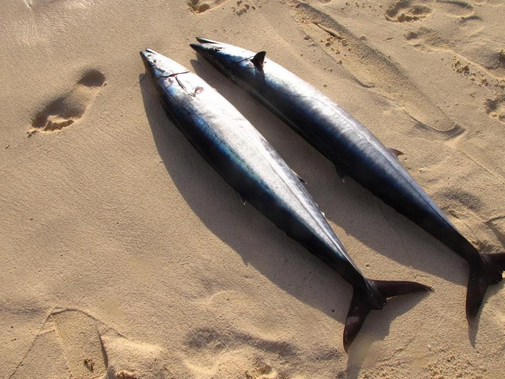 two fish on the sand on a beach at Suffix Retreat - Stay, Dive & Explore Fuvahmulah in Fuvahmulah