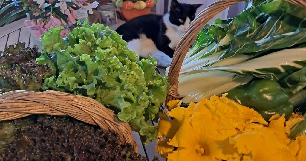 Zahrada ubytování Paradise Agricamp