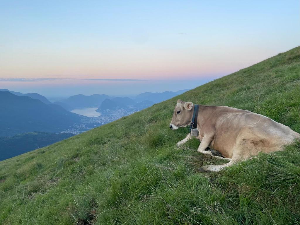 una mucca sdraiata sulla cima di una collina erbosa di Agriturismo Alpe Rompiago a Bidogno