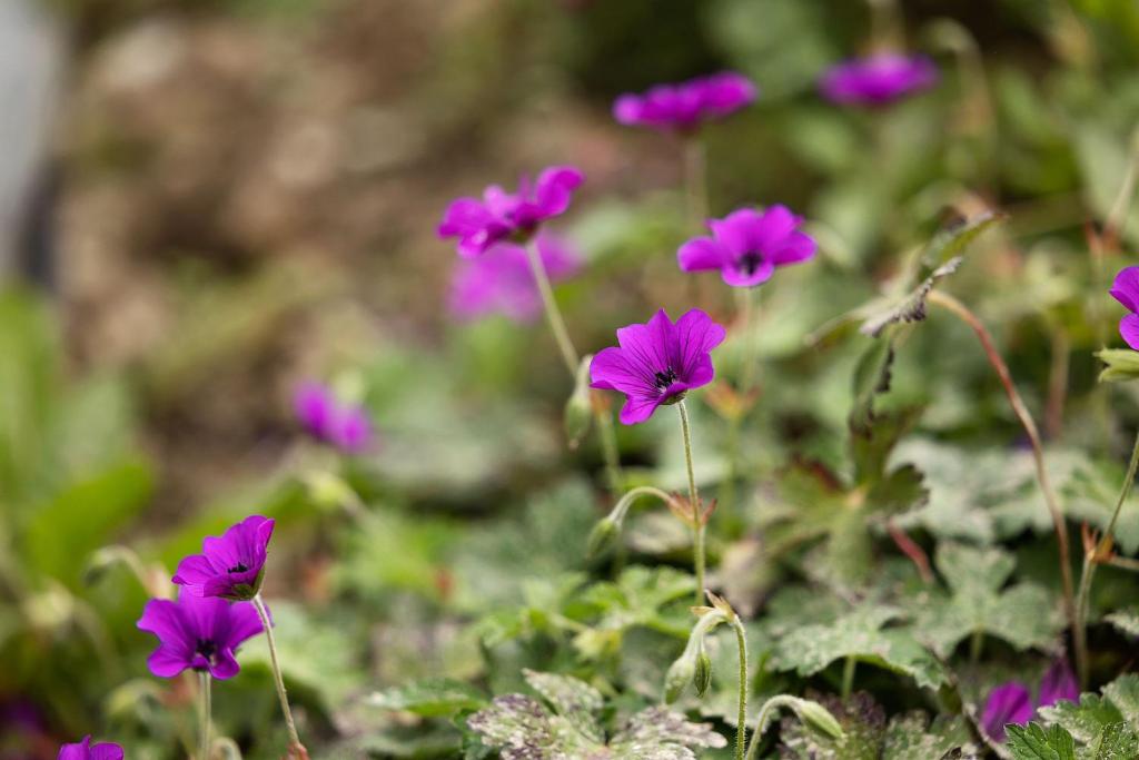 a group of purple flowers in a field at Pierside Apartments Deluxe Accommodation in Portsalon