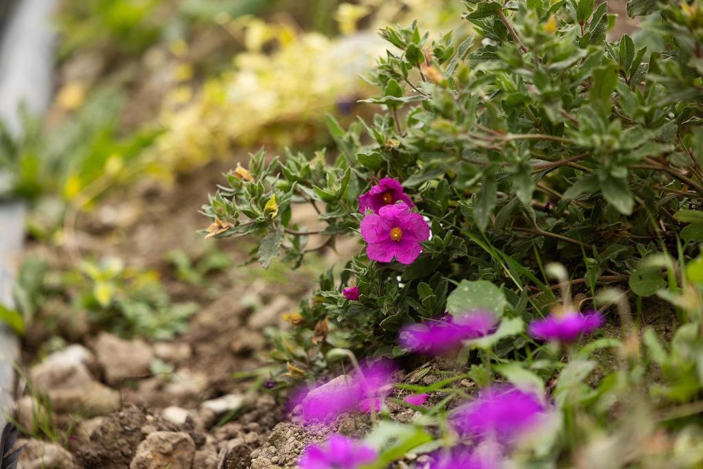 a group of purple flowers in a garden at Pierside Apartments Deluxe Accommodation in Portsalon