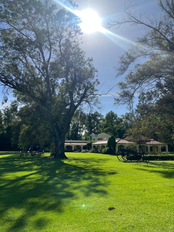 a tree in the middle of a grass field at Estancia San Mateo in San Miguel del Monte
