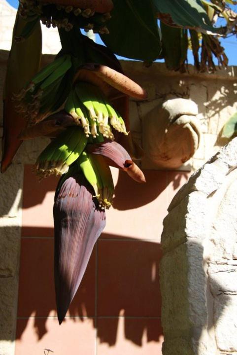 Fotografie z fotogalerie ubytování Guest House Orquidea v destinaci Sal Rei