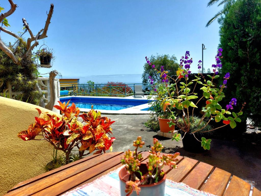 a group of potted plants on a bench next to a pool at Villa Asunción C in Breña Baja