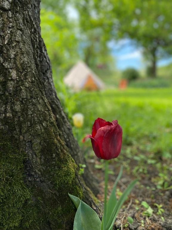 Zahrada ubytování Tenda Glamping Medaglie d'Oro