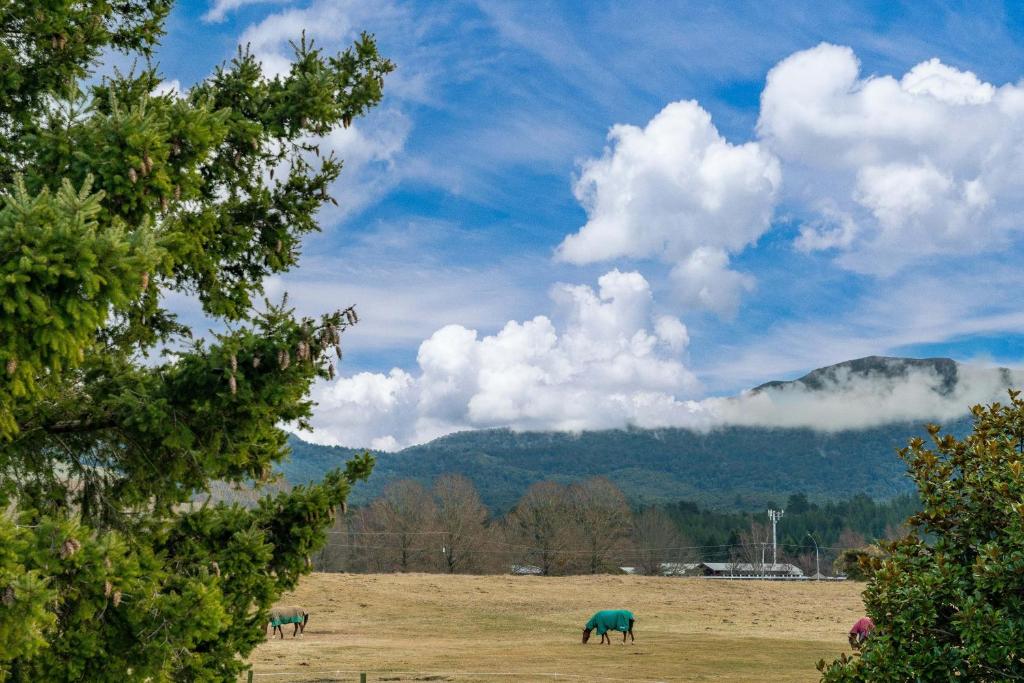 two horses grazing in a field with mountains in the background at Riverside Haven - Turangi Holiday Home in Turangi