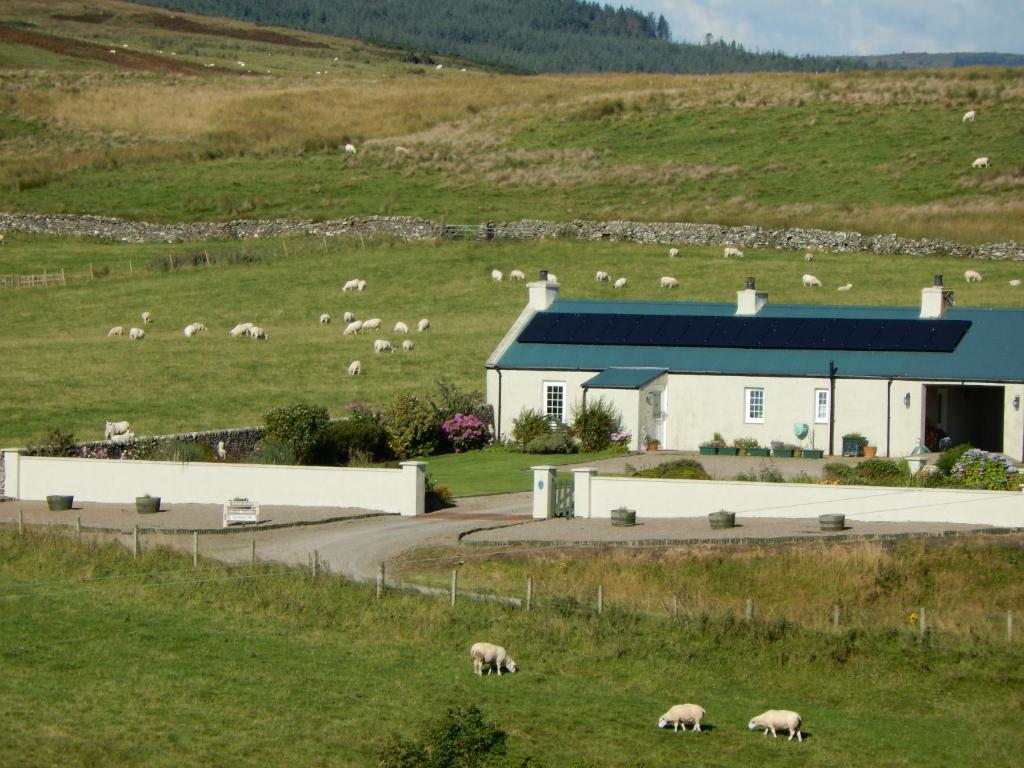 a herd of sheep grazing in a field next to a building at Hazel's Cottage in Campbeltown