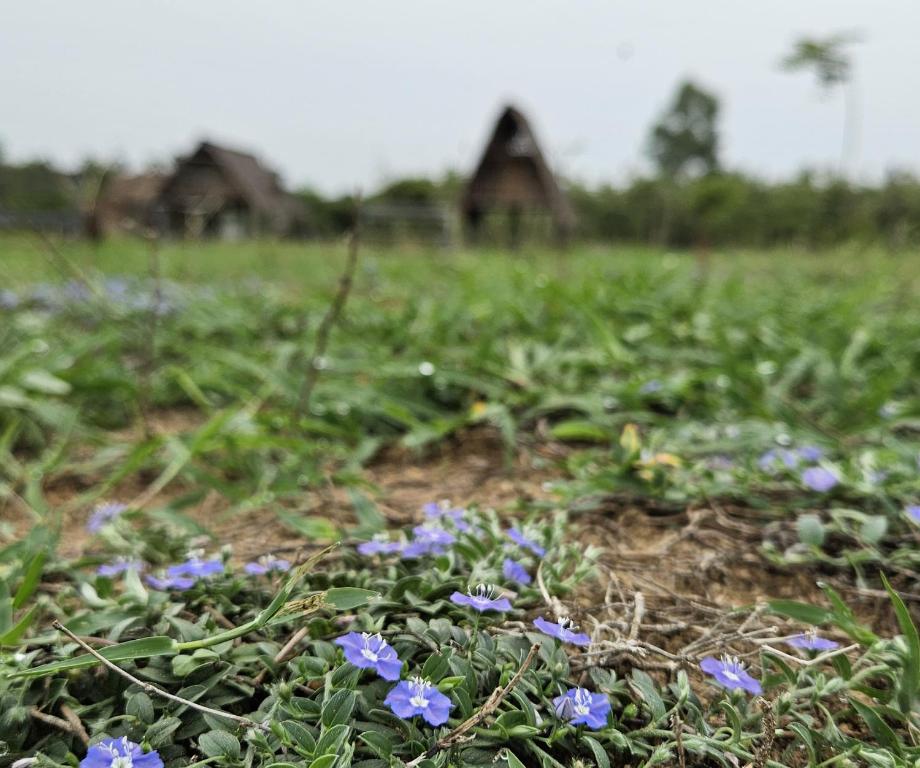 Fotografie z fotogalerie ubytování Cosmorama v destinaci Auroville