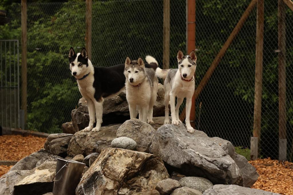Domácí mazlíčci ubytovaní s hosty v ubytování Hüttenhotel Husky Lodge