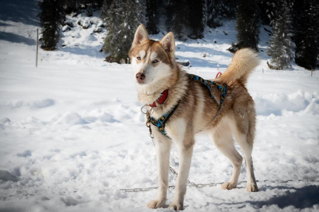 Domácí mazlíčci ubytovaní s hosty v ubytování Hüttenhotel Husky Lodge