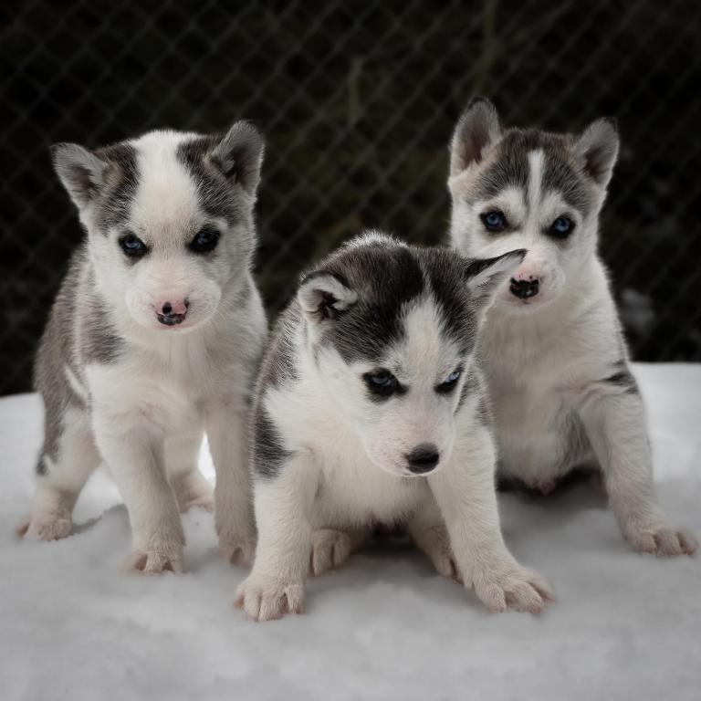 Domácí mazlíčci ubytovaní s hosty v ubytování Hüttenhotel Husky Lodge