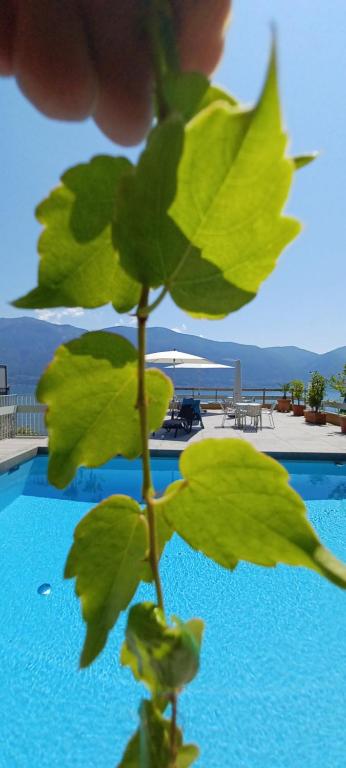 Bazén v ubytování Sollevante Ascona mit Pool und fantastischem Seesicht nebo v jeho okolí