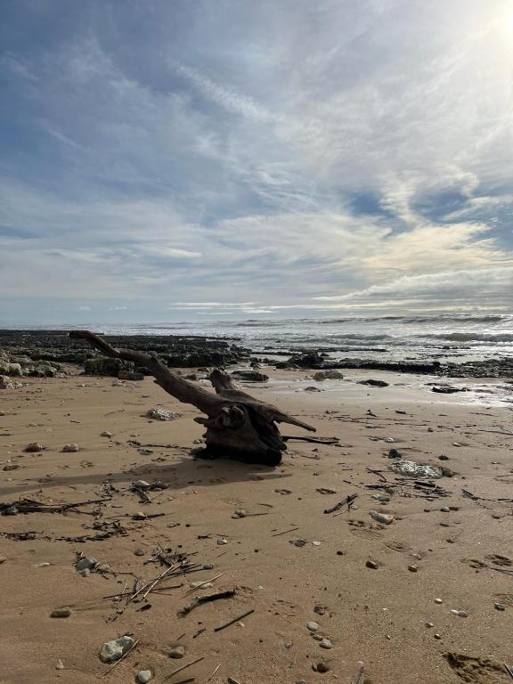 une branche d'arbres sur une plage de sable avec l'océan dans l'établissement Les Sables Vignier, à Saint-Georges-dʼOléron