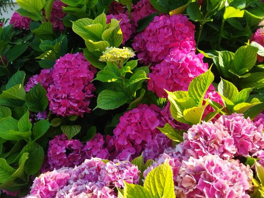 Zahrada ubytování Les Hortensias