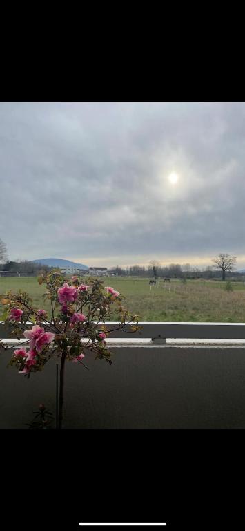 une vue d'un champ depuis une fenêtre avec des fleurs roses dans l'établissement Charming studio - board of Geneva, à Veigy-Foncenex