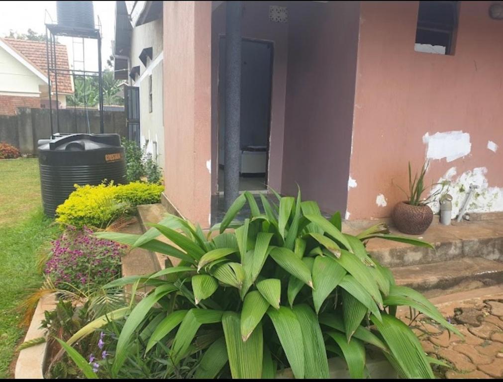 een huis met een plant in de voortuin bij PiperZ in Entebbe