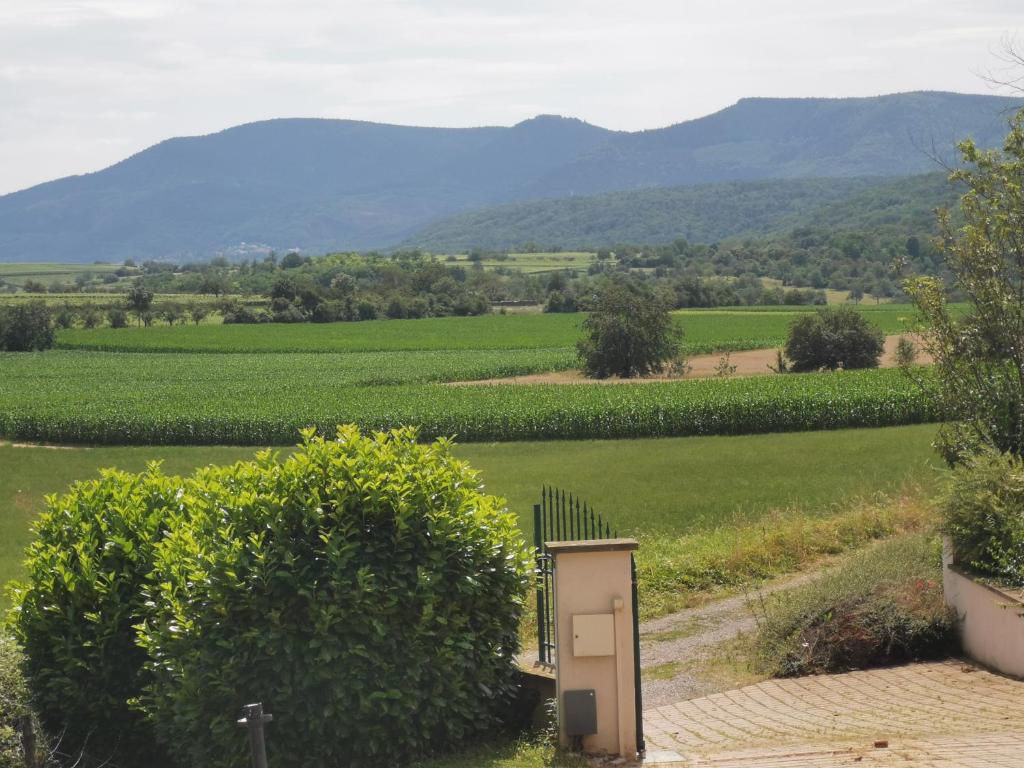 Studio spacieux, route des vins - Studio With Terrace