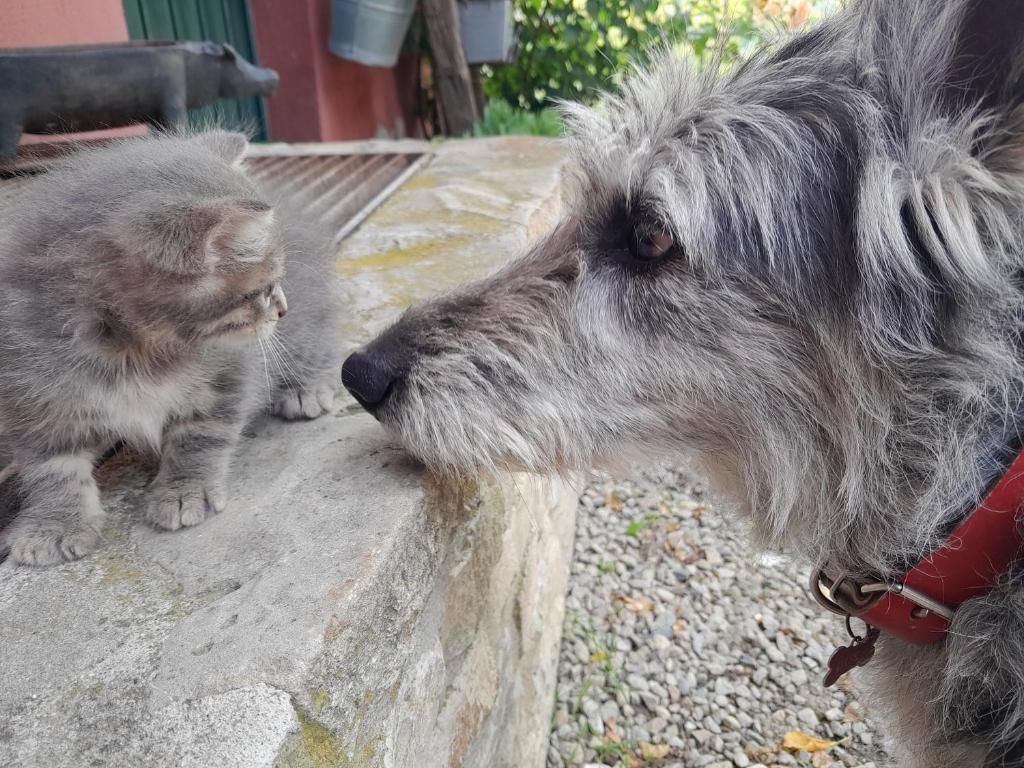 Domácí mazlíčci ubytovaní s hosty v ubytování Cascina Sant'Eufemia