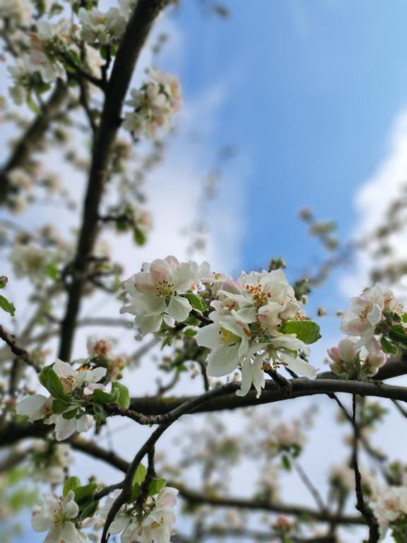 une branche d'un arbre avec des fleurs blanches sur elle dans l'établissement Le gite des pommiers, à Haudricourt