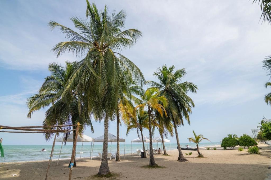 科韦尼亚斯Apartamento Don Mathias # 1的海滩上的一组棕榈树