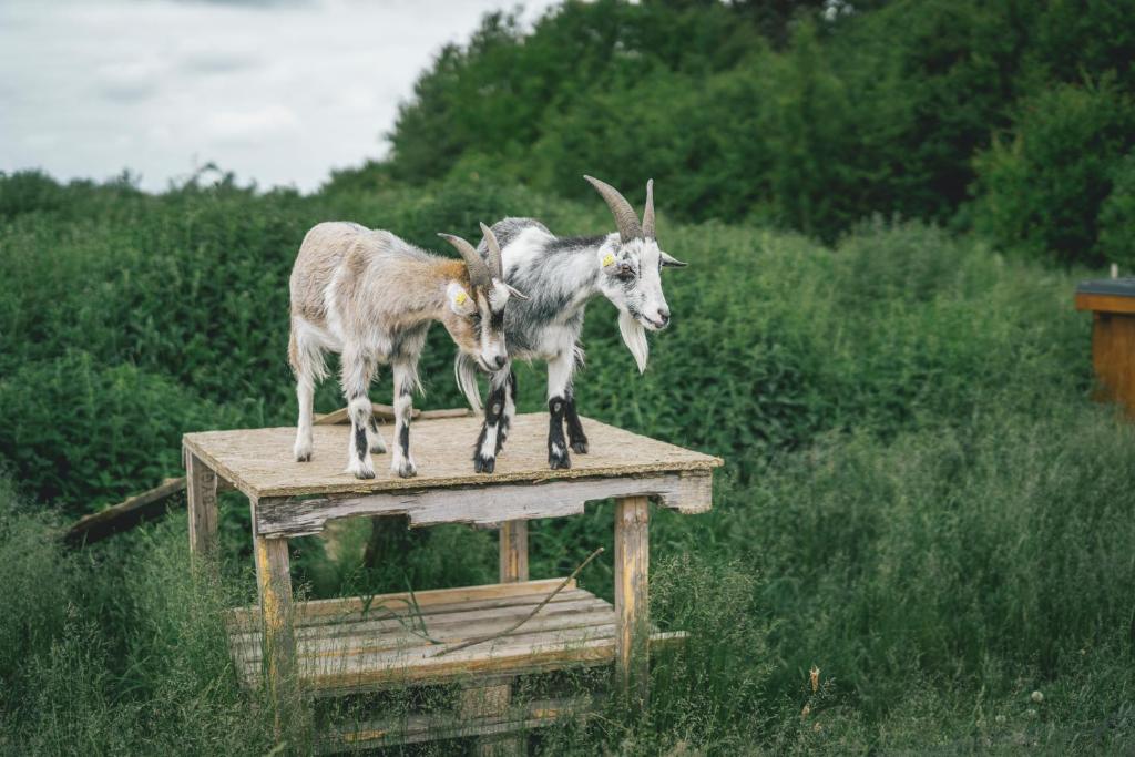 Zvířata v kempu nebo okolí