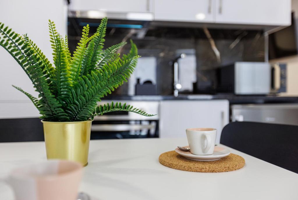 Live in Aveiro Rossio - 5