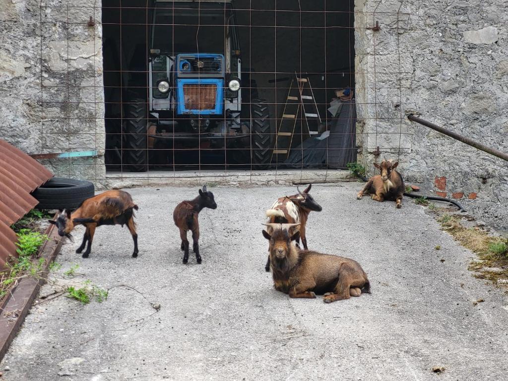 Živali poleg gostišča oz. v okolici
