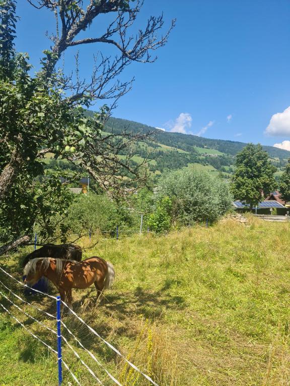 Zvířata v prázdninového domu nebo okolí