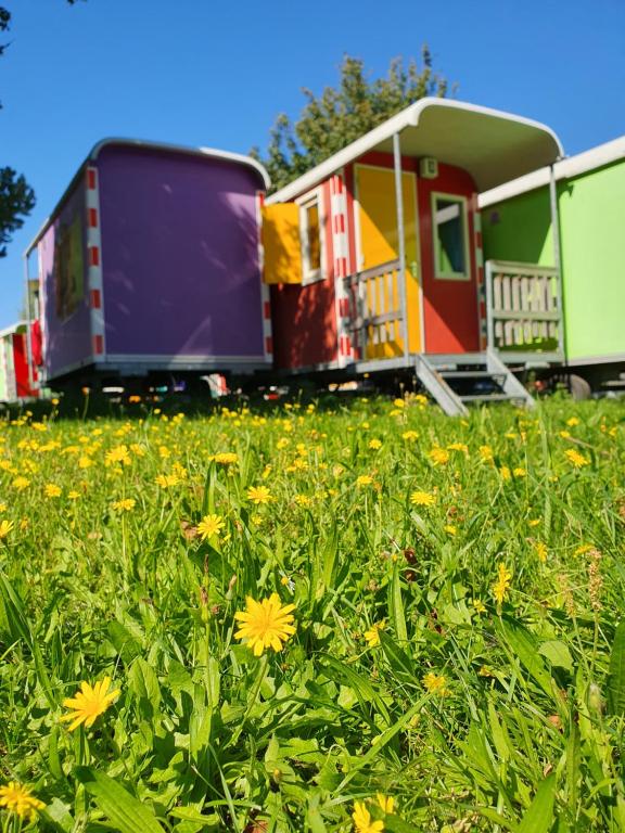 a group of mobile homes in a field of flowers at Camping Zeeburg Amsterdam in Amsterdam