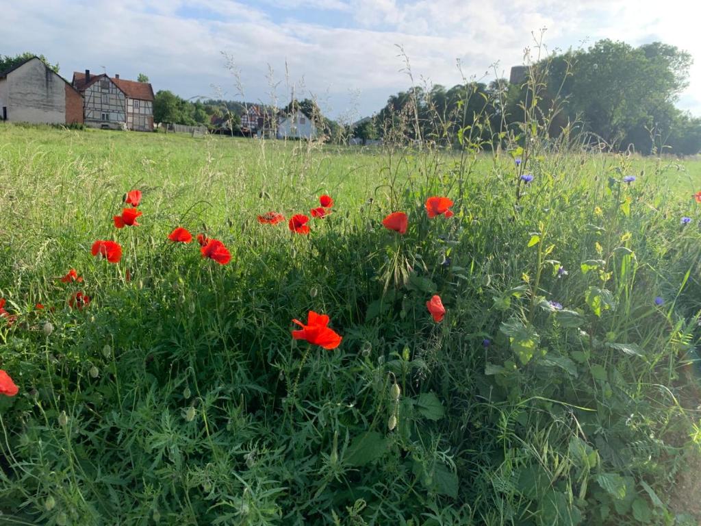 Giardino di Tiny House im Grünen