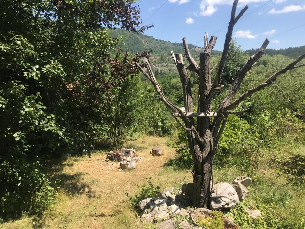 a tree with no leaves on it in a field at Kokin Brod Apartments in Kokin Brod
