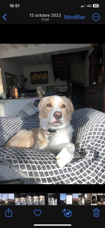 Domácí mazlíčci ubytovaní s hosty v ubytování Cookie home
